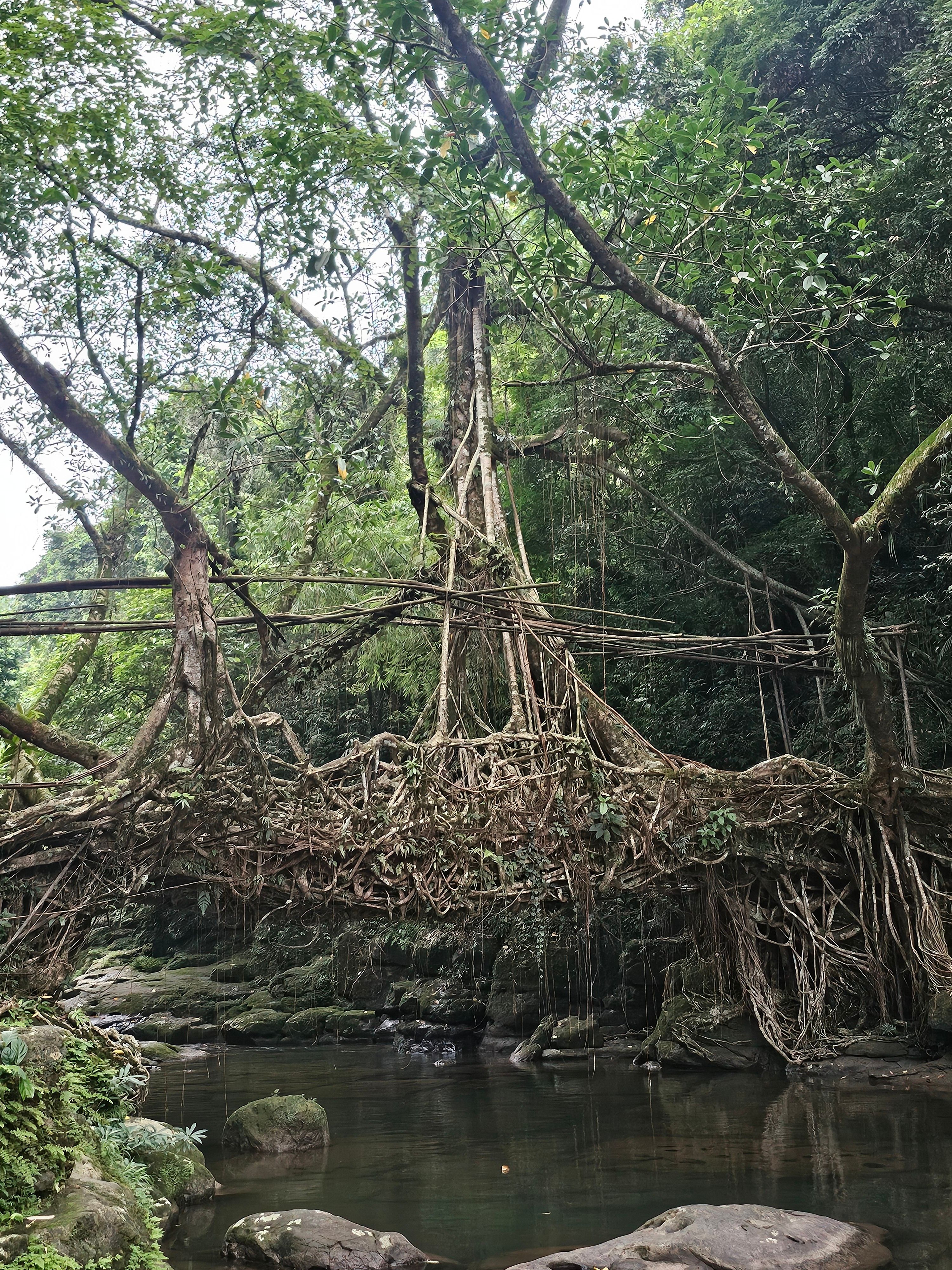 Living root bridge