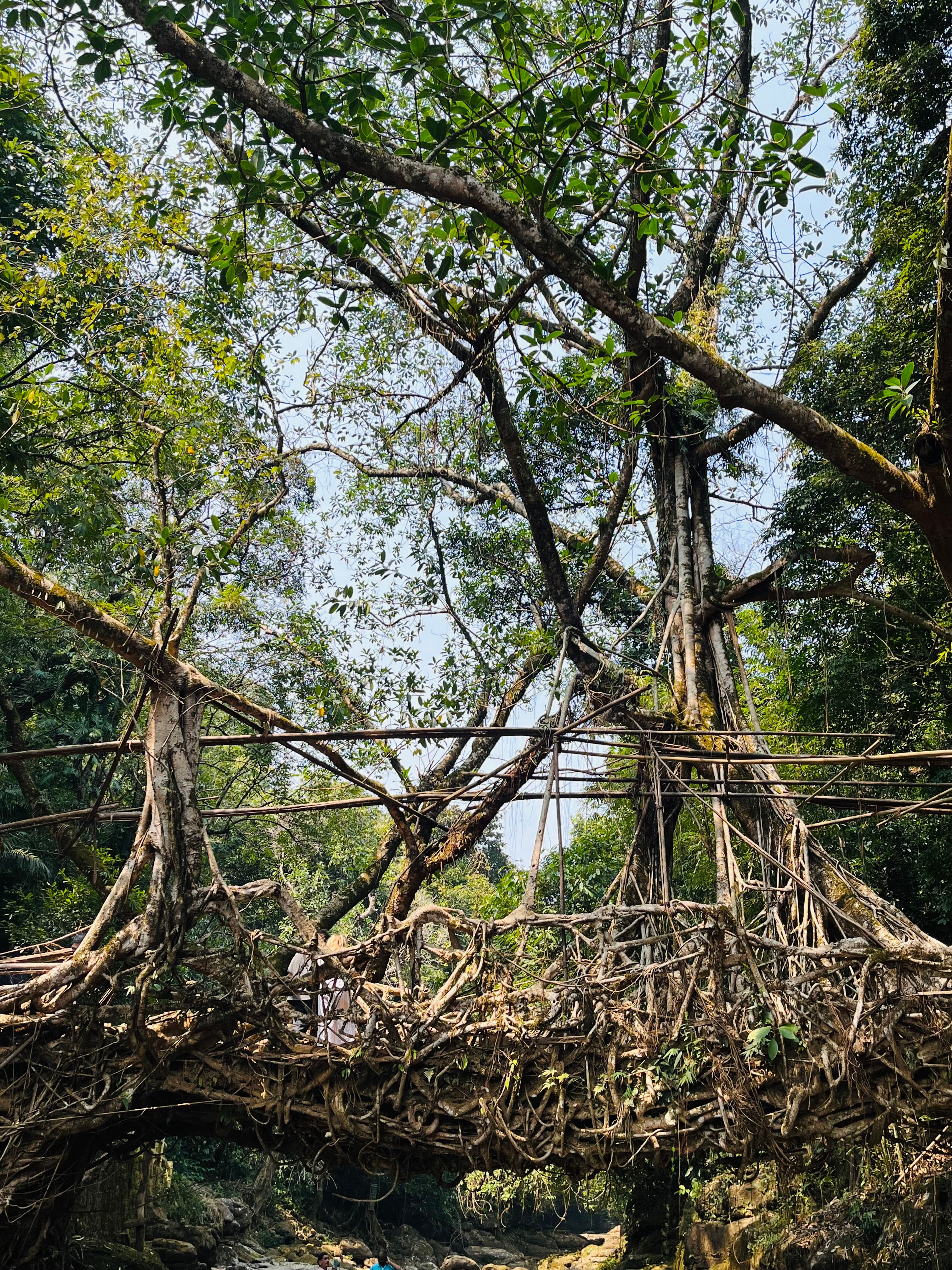 Living root bridge trek