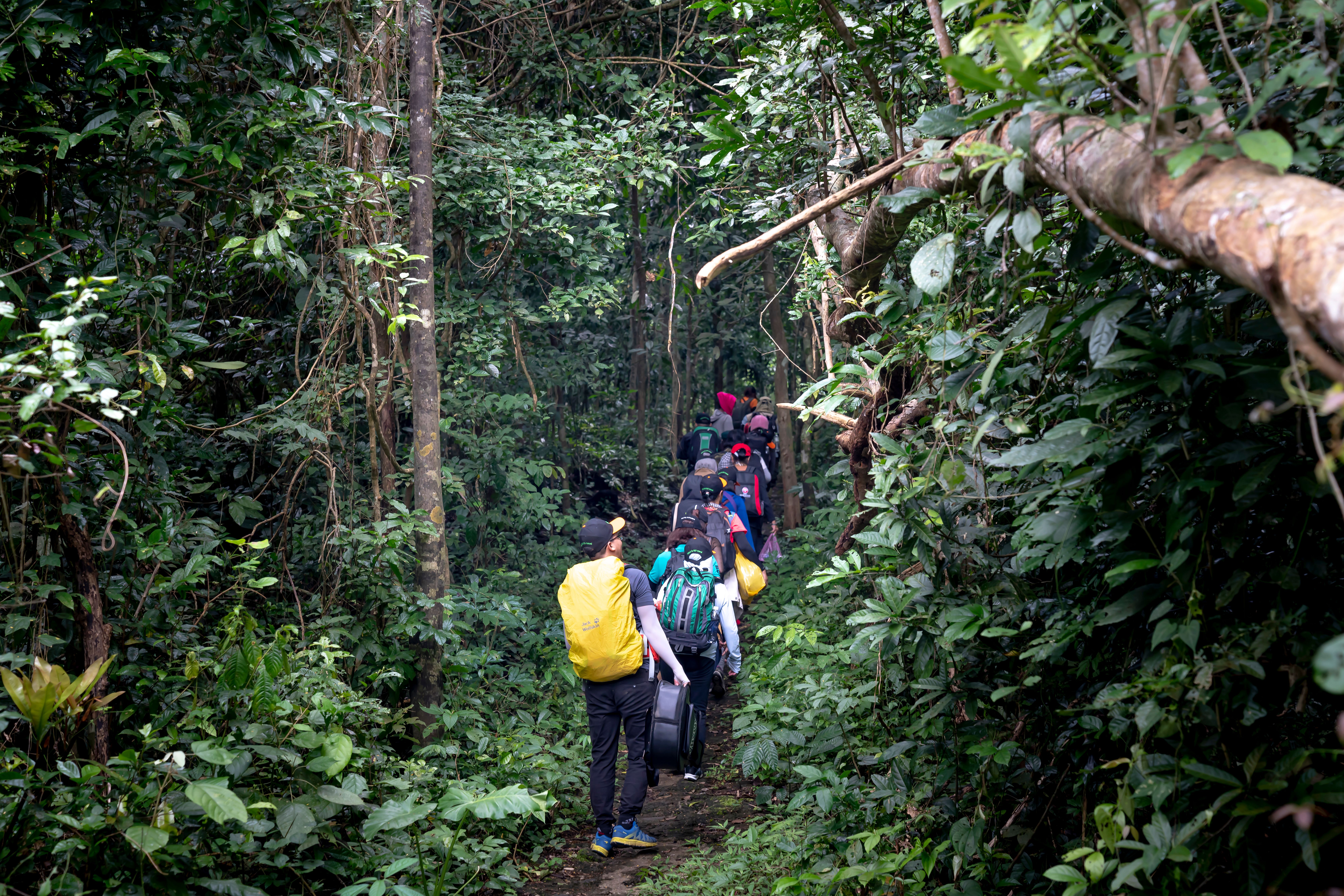 Forest trekking