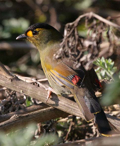 Bird photograph