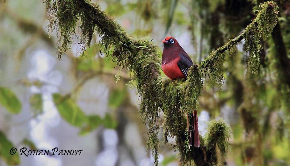 Bird photograph