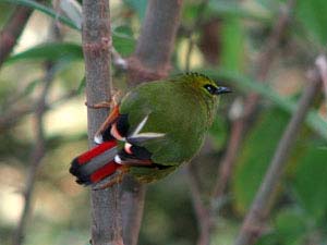 Bird photograph