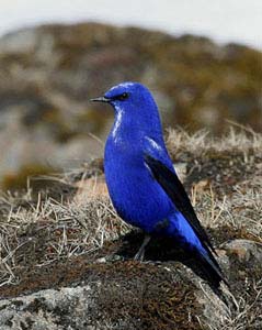 Bird photograph