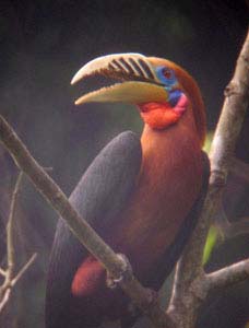 Bird photograph