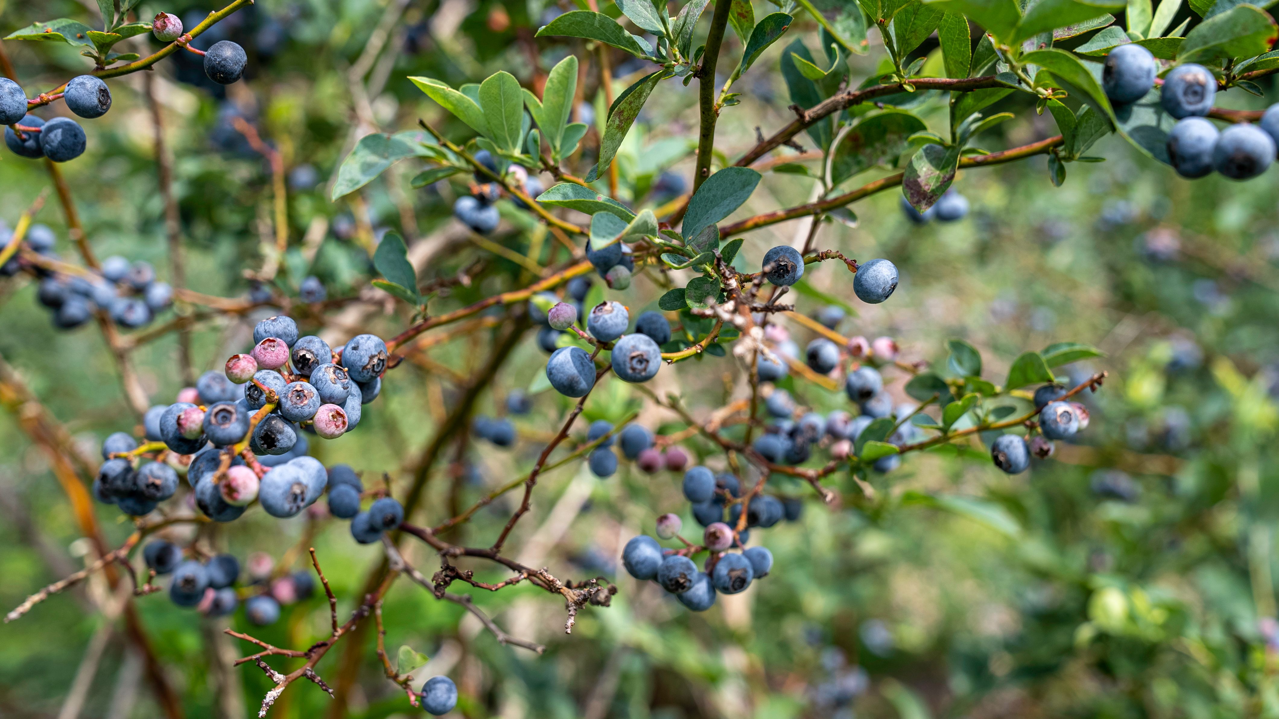 Blueberry farms