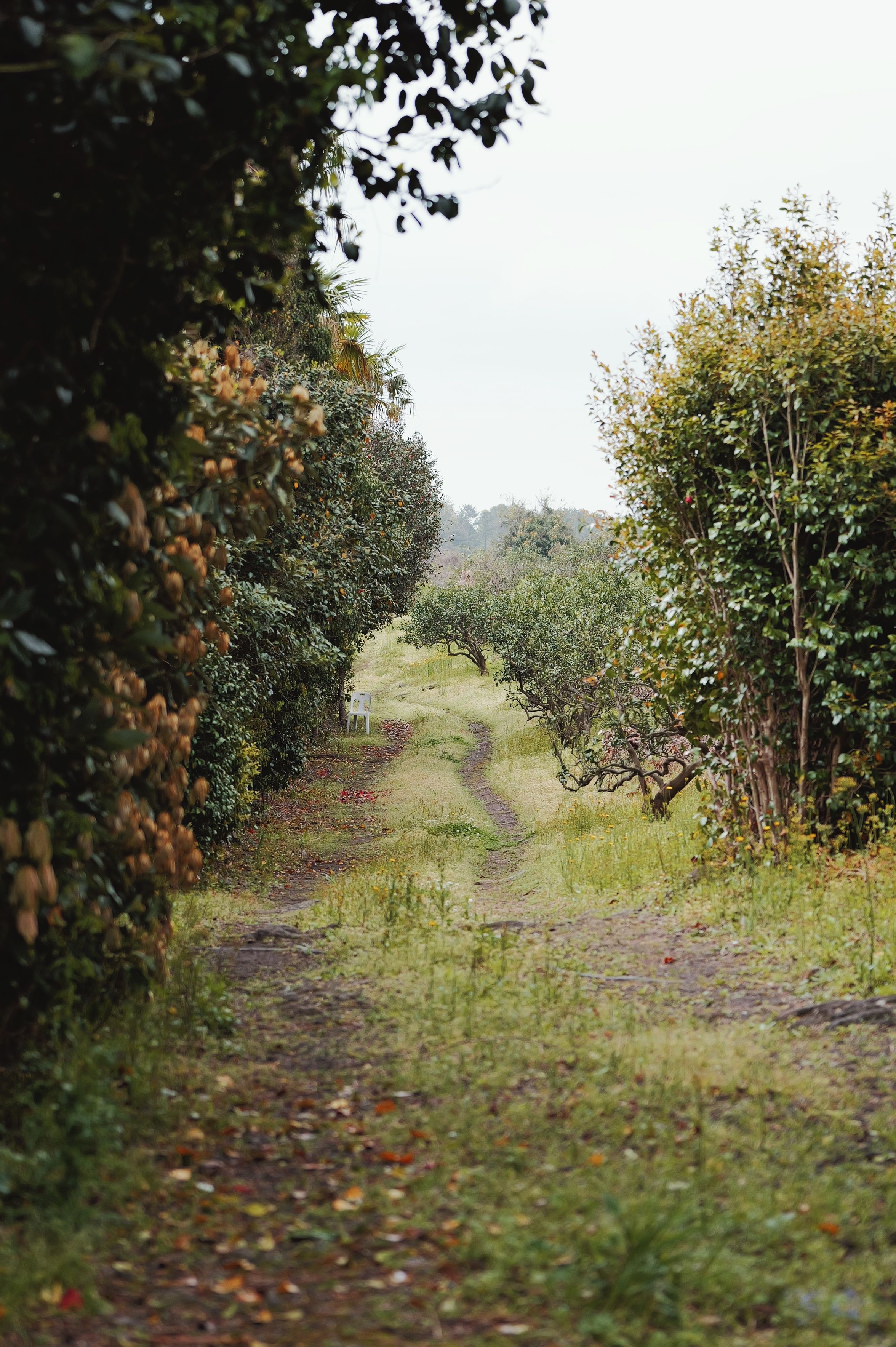 Kiwi farm in Arunachal Pradesh