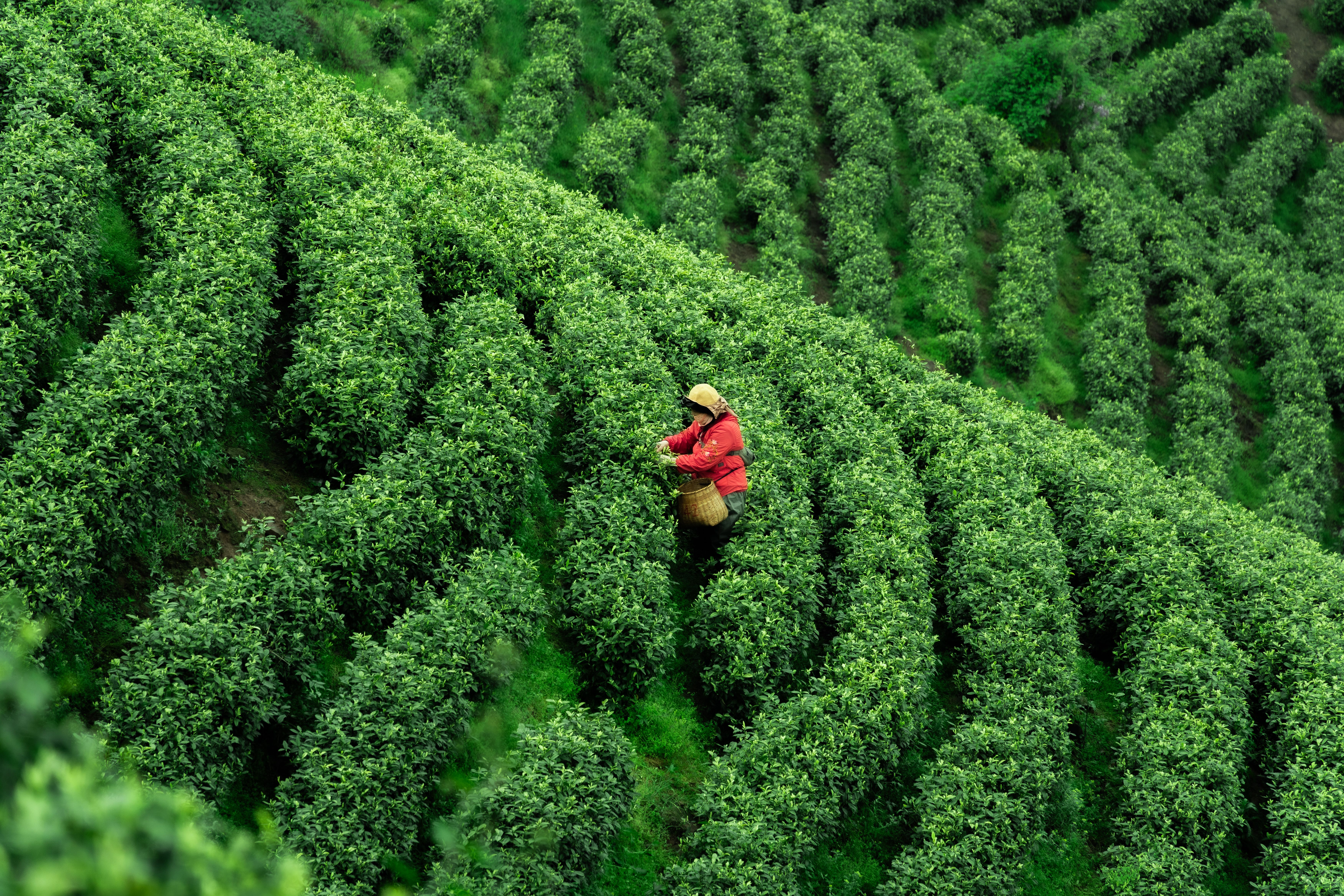 Tea garden in Assam