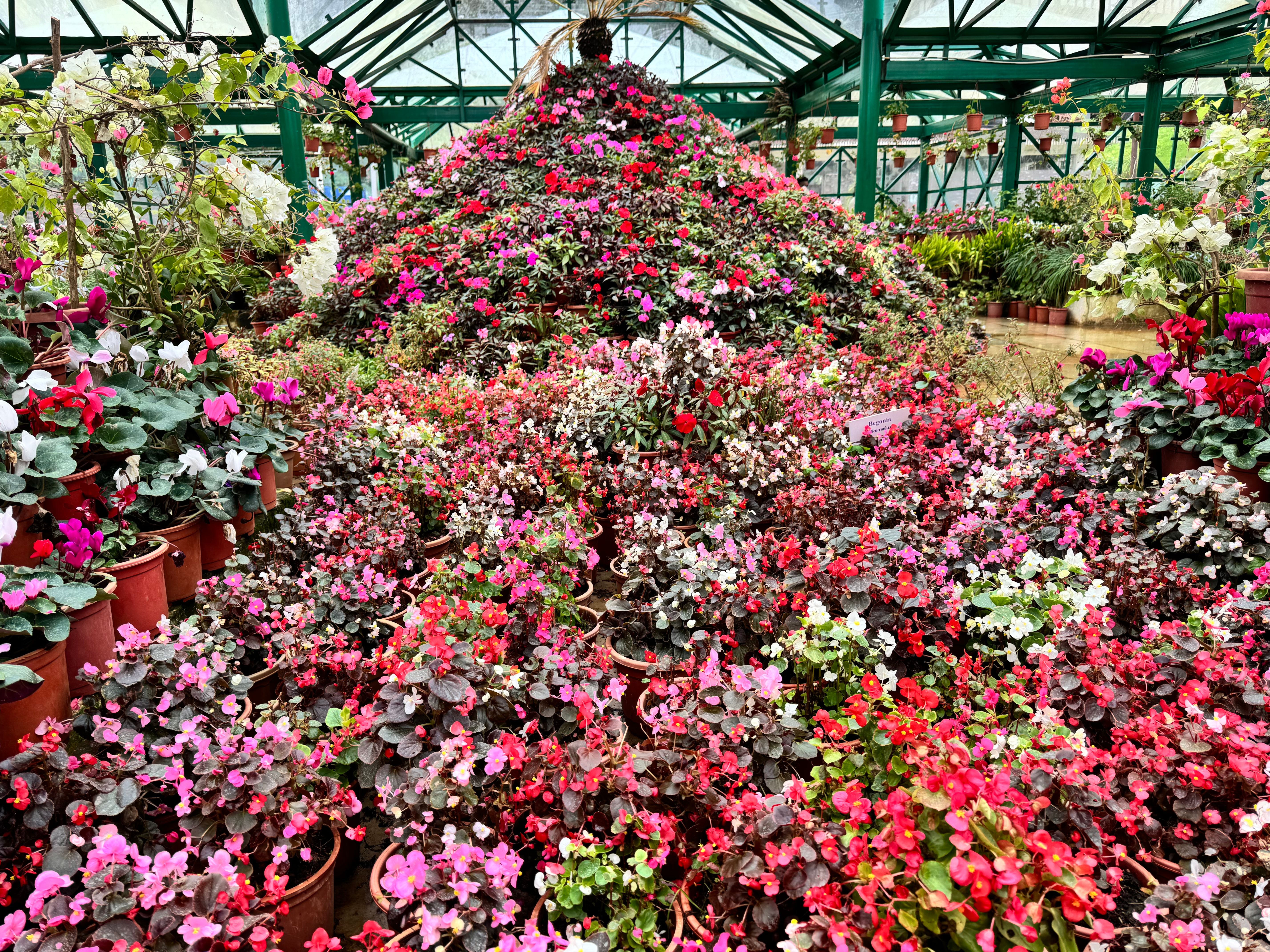 Flower garden in Gangtok
