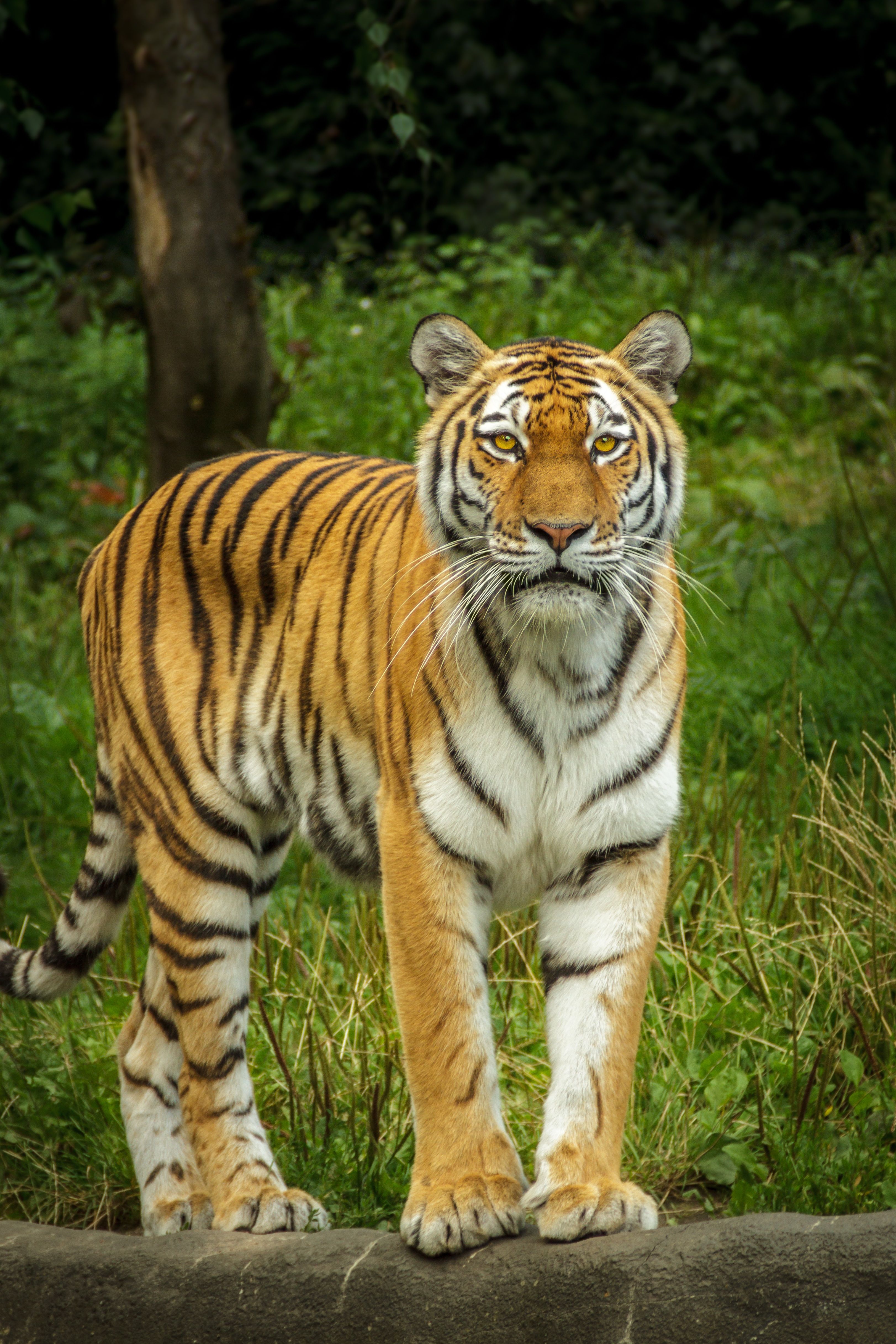 Kaziranga National Park