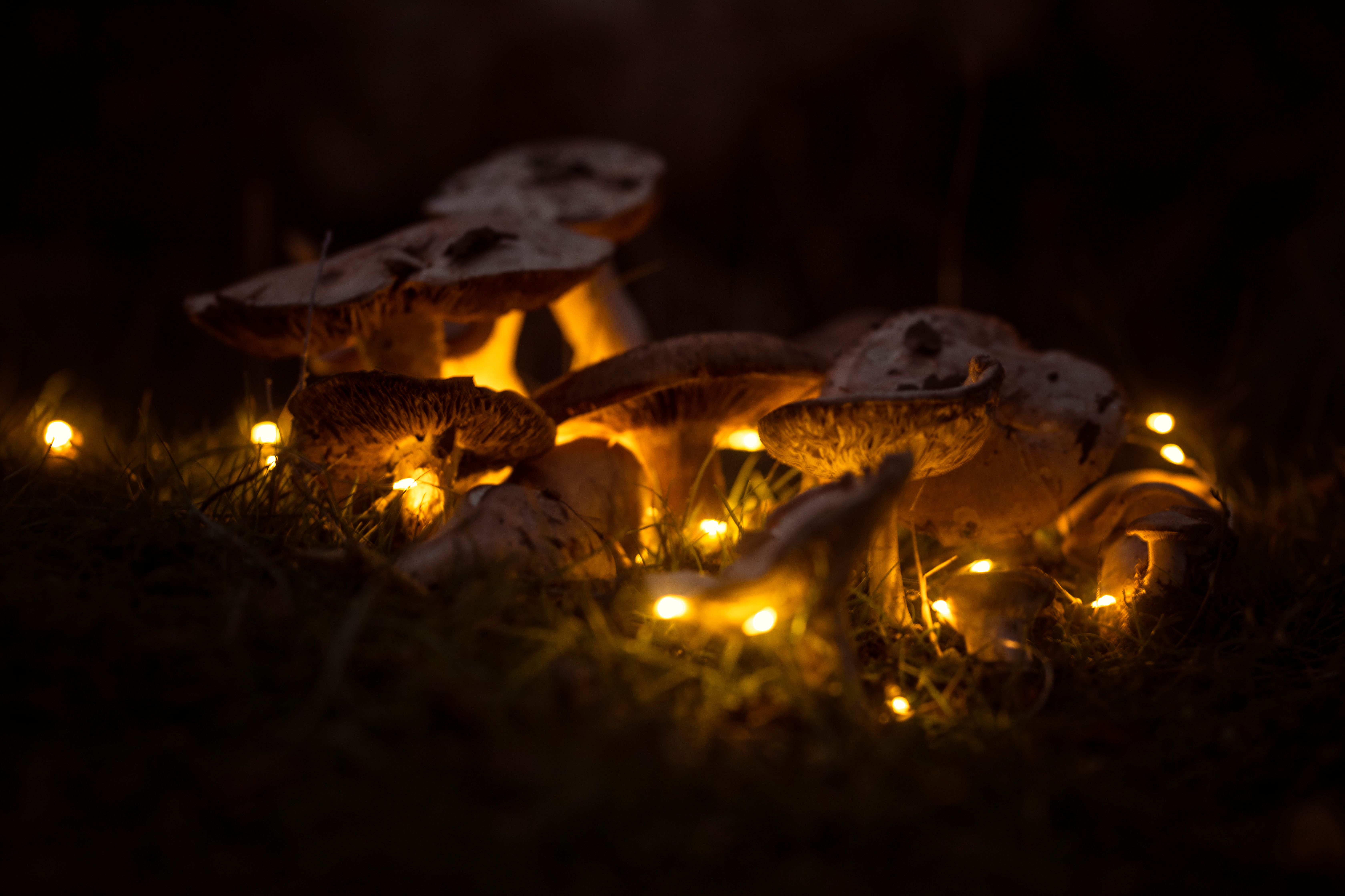 Bioluminescent mushroom