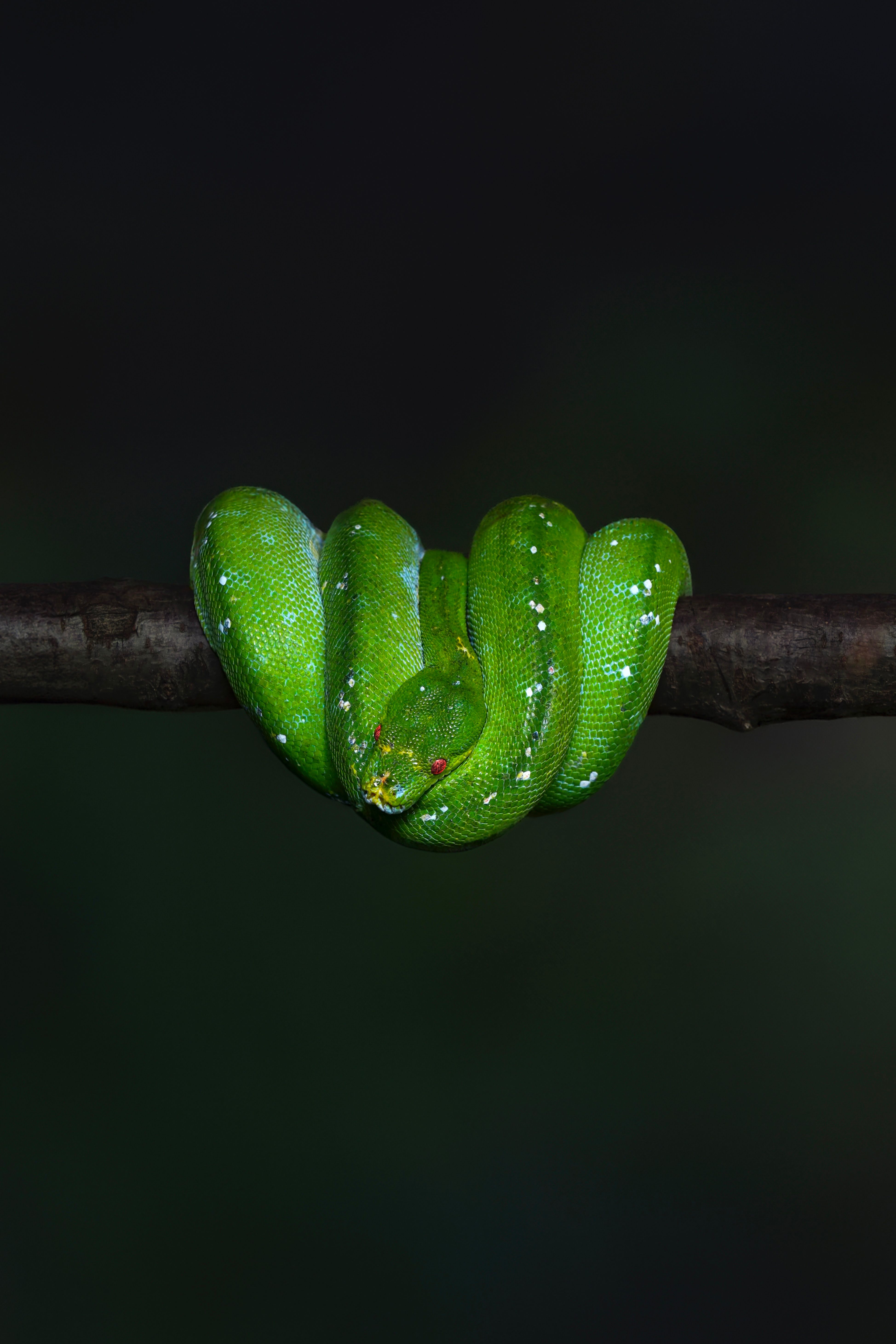 Green snake