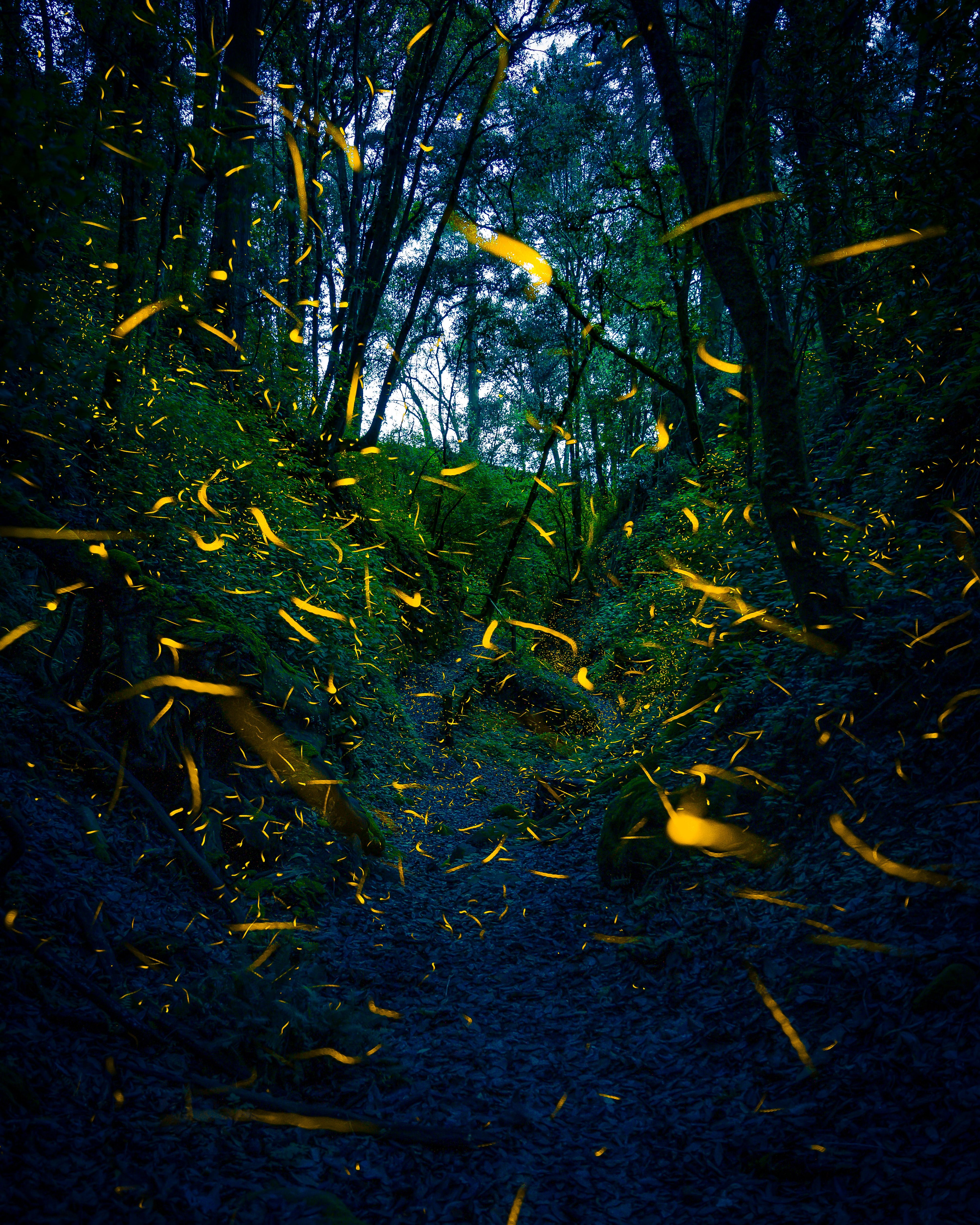 Fireflies at night