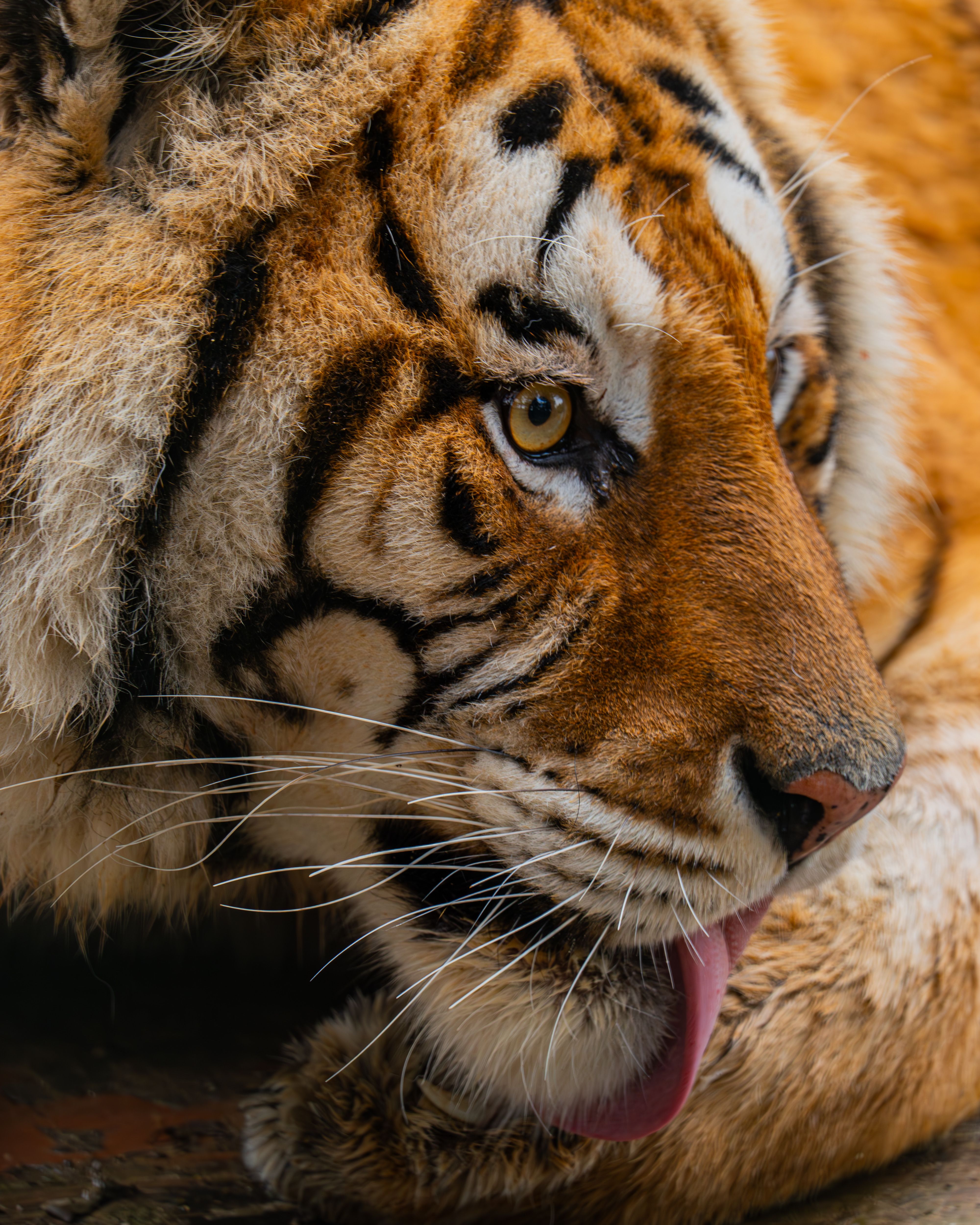 Bengal tiger