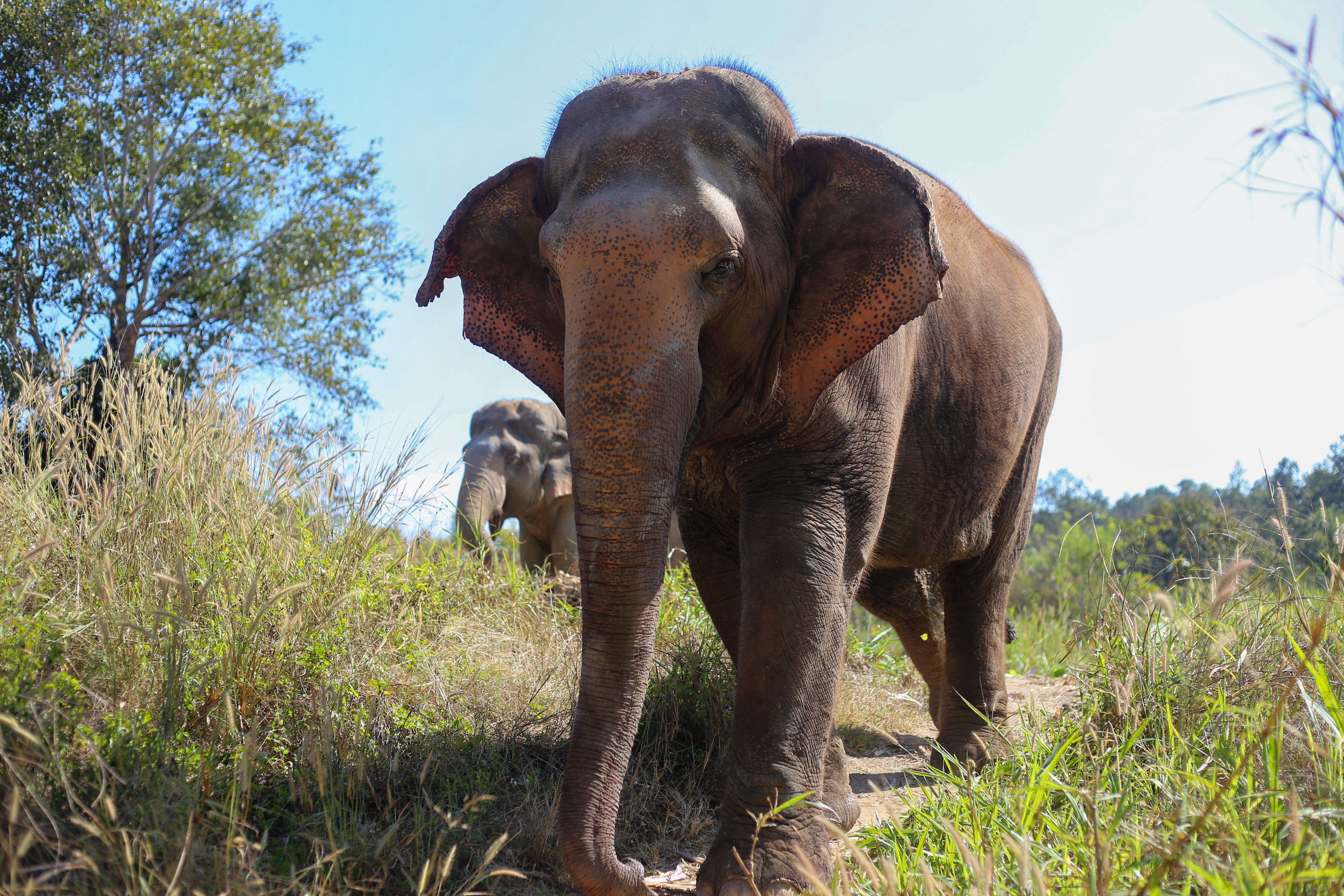 Asian elephant