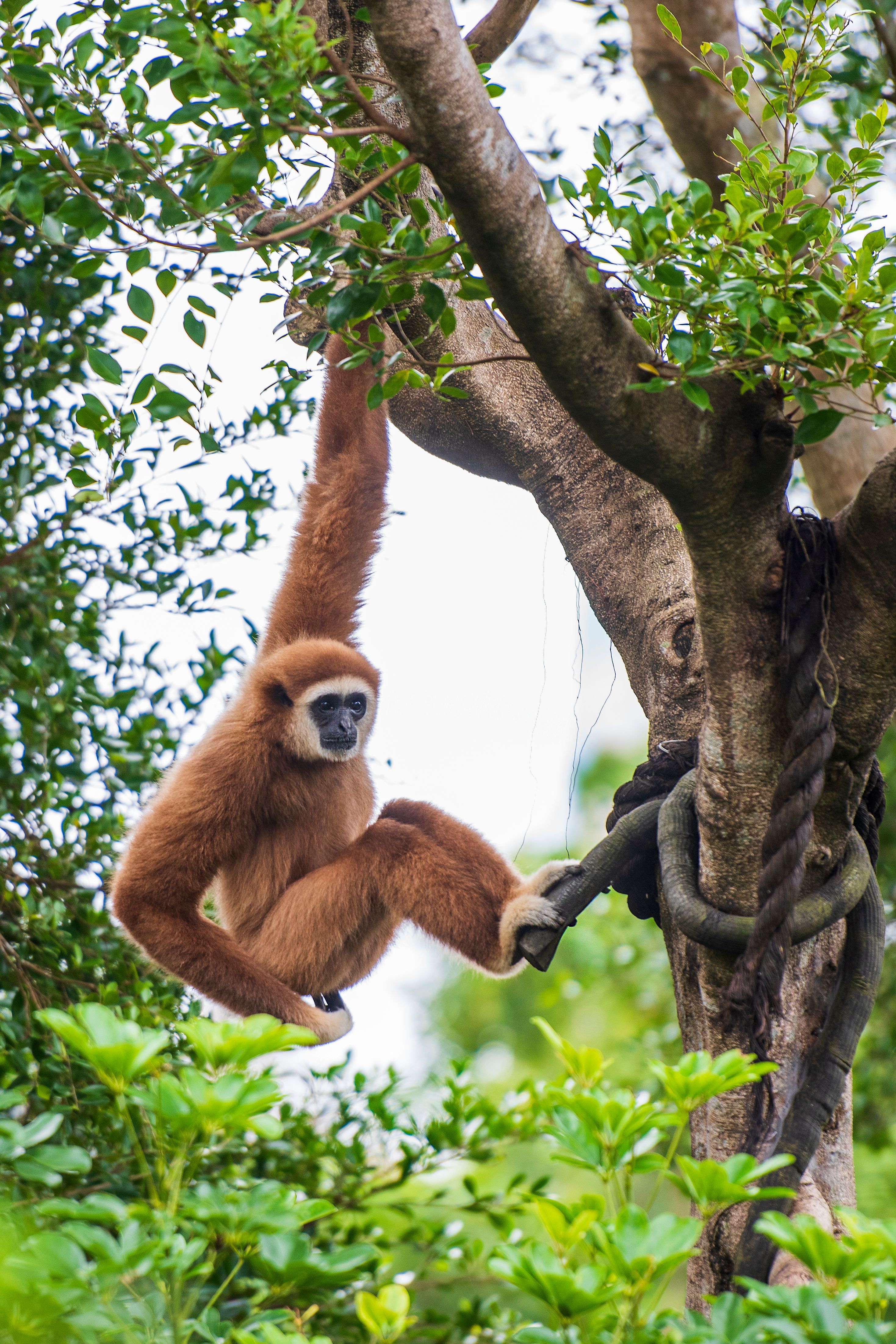 Gibbon in forest