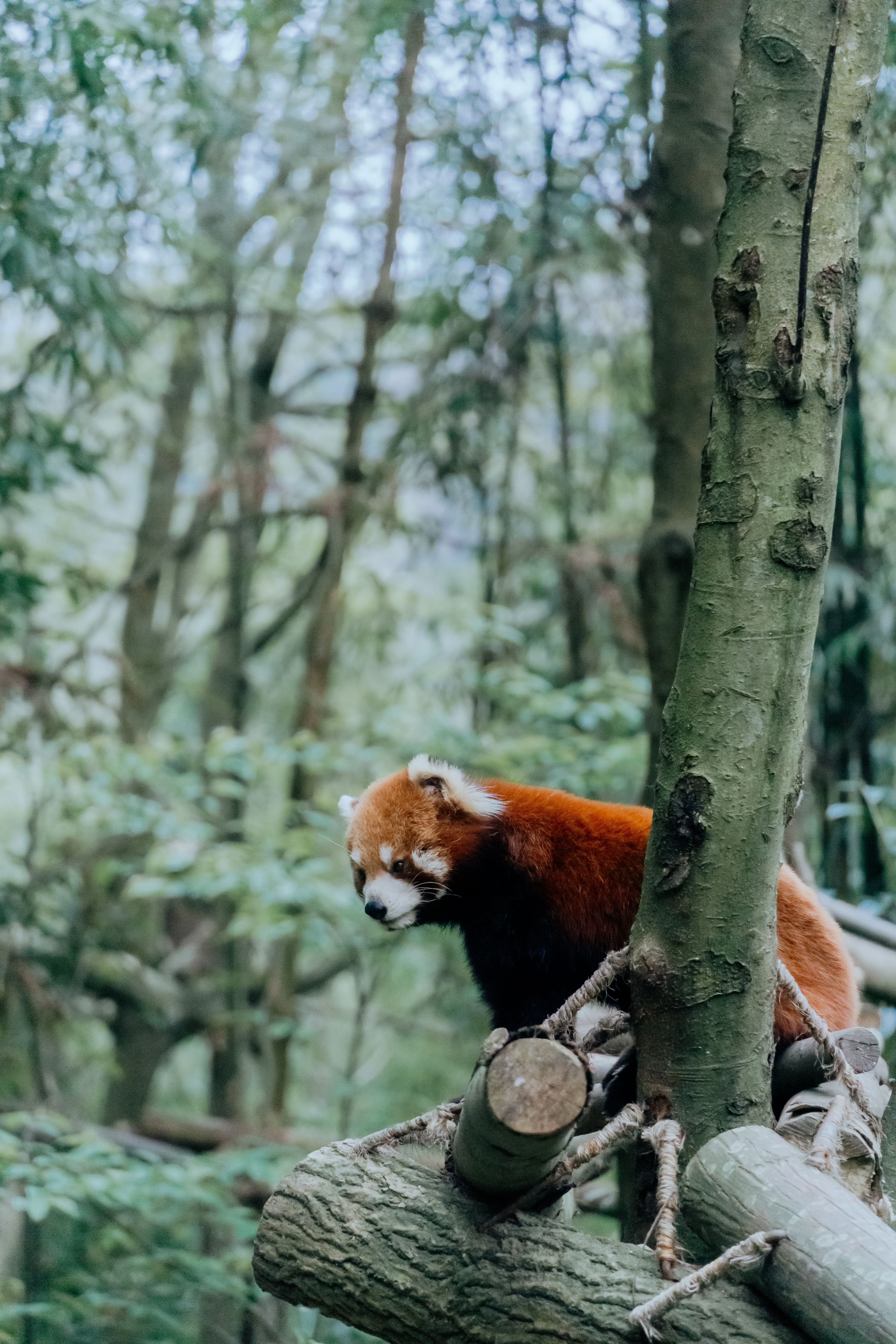 Red panda