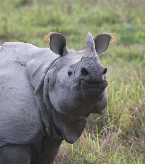 Kaziranga rhinoceros