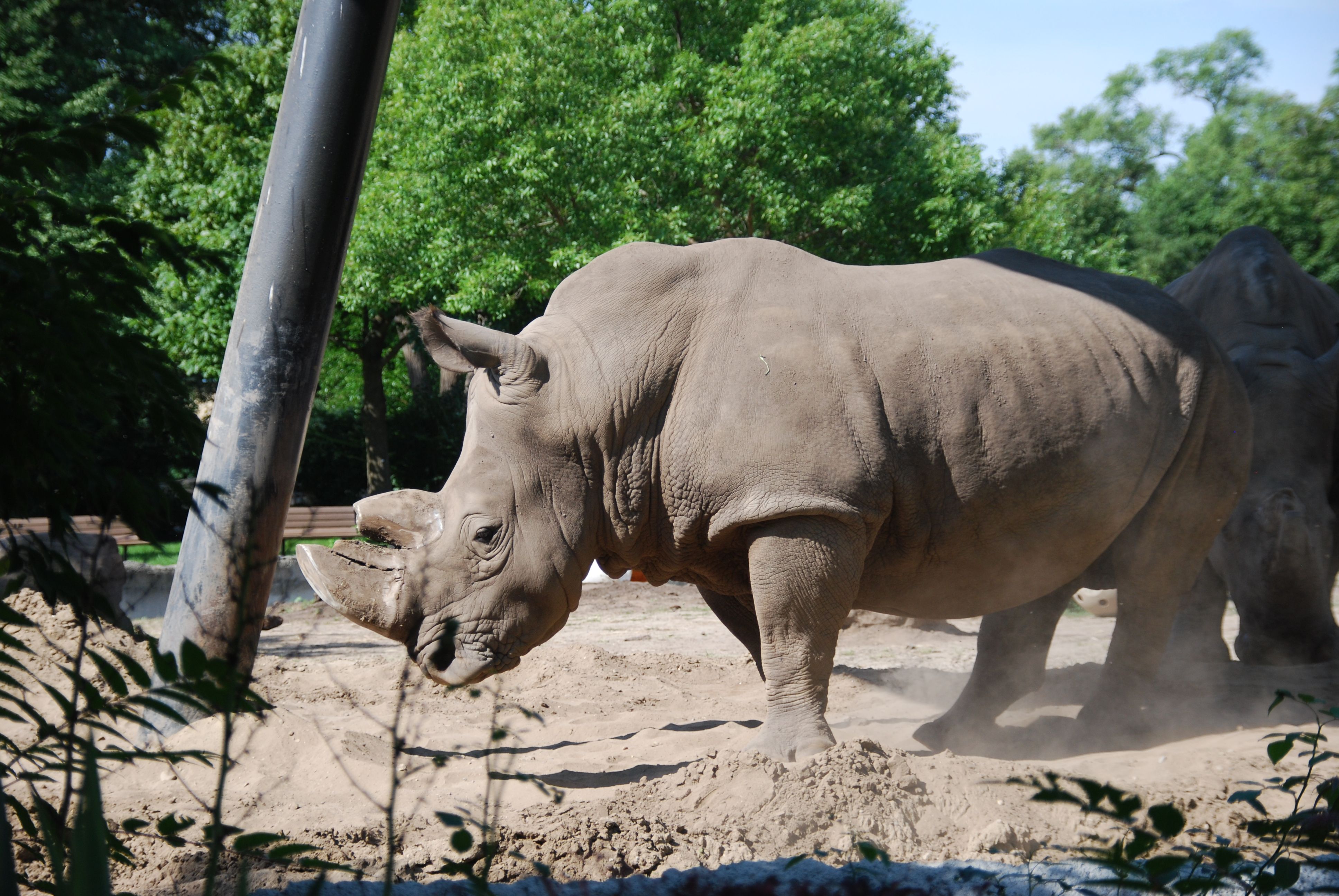 One-horned rhinoceros