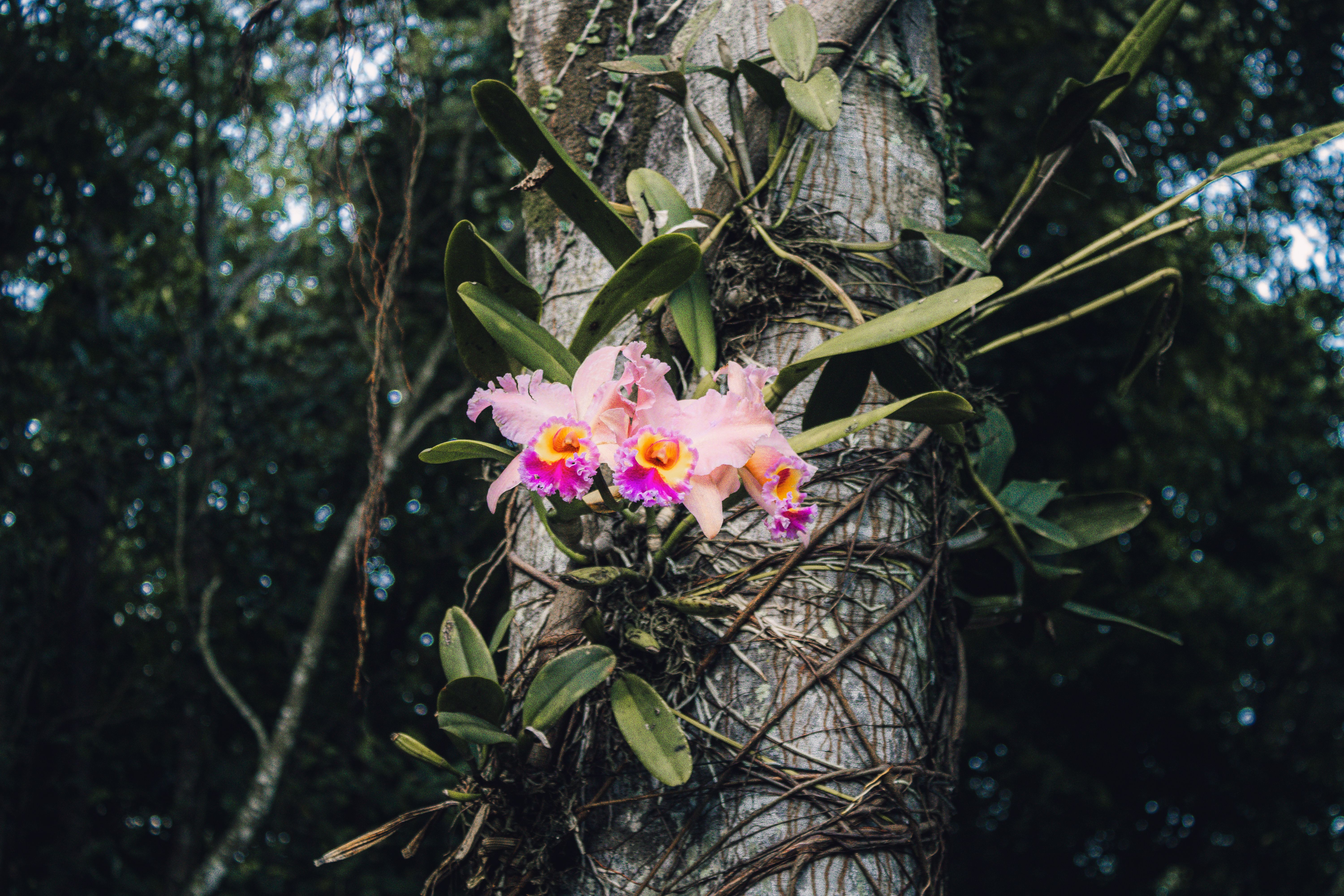 Orchid in Northeast India forest